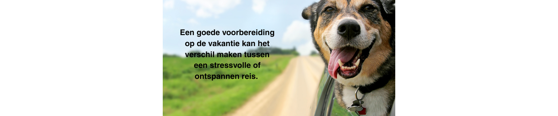 Op autoreis met uw hond – regels en 4 tips