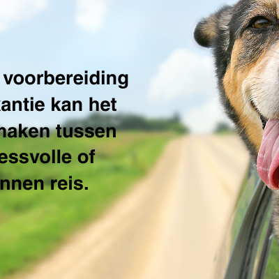 Op autoreis met uw hond – regels en 4 tips