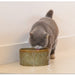 DesignedbyLotteDBLDrinkfonteinjacegroen105ltr651572__2