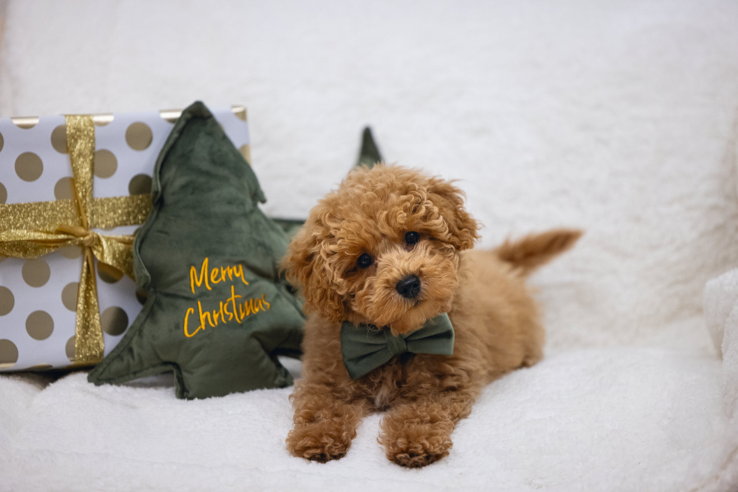 Vier de feestdagen samen met uw huisdier!